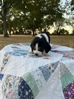 Light Blue, a male Beagle for sale in Lipan, TX – 3 of 4