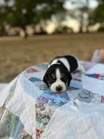 Light Blue, a male Beagle for sale in Lipan, TX – 2 of 4