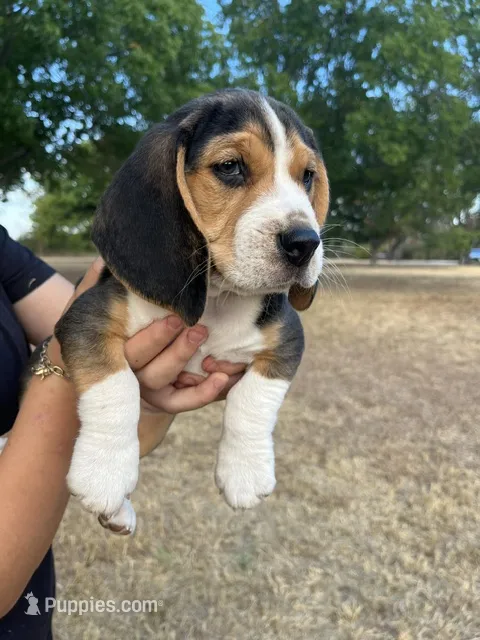 Duke – Beagle puppy for sale in Lipan, TX