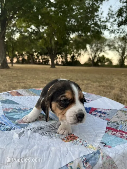 Brown – Beagle puppy for sale in Lipan, TX