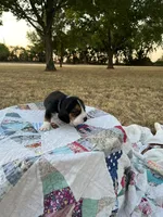 Blue, a male Beagle for sale in Lipan, TX – 2 of 10
