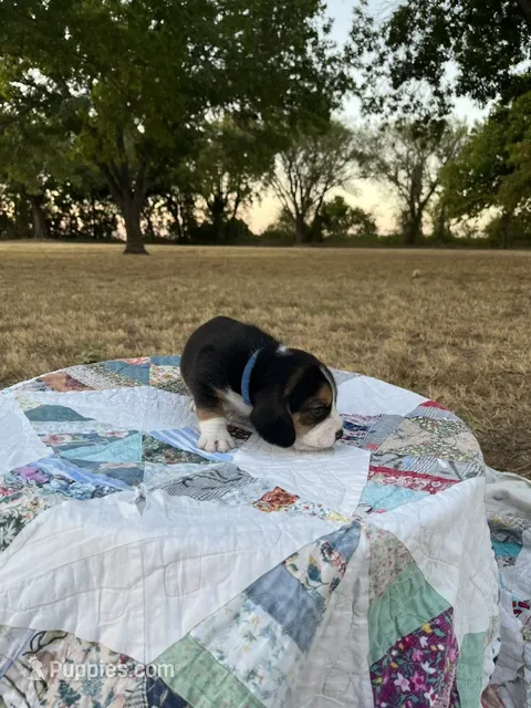 Blue – Beagle puppy for sale in Lipan, TX