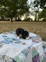 Blue, a male Beagle for sale in Lipan, TX – 1 of 10