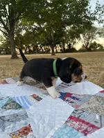 Green, a male Beagle for sale in Lipan, TX – 3 of 10