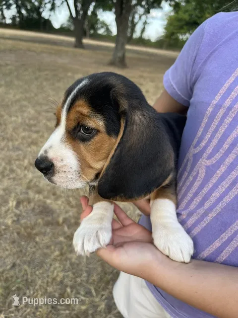 Bluey – Beagle puppy for sale in Lipan, TX