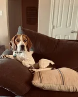 Brown, a male Beagle for sale in Lipan, TX – 8 of 9