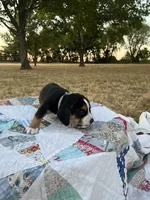 Gray, a male Beagle for sale in Lipan, TX – 3 of 10