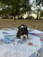 Purple, a female Beagle for sale in Lipan, TX – 2 of 8