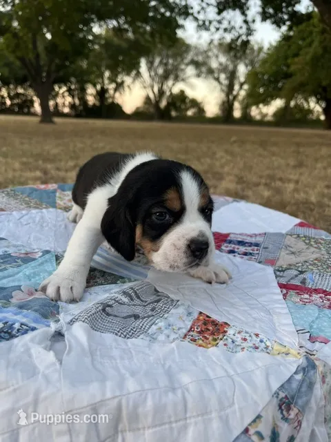 Light Blue – Beagle puppy for sale in Lipan, TX
