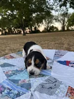 Pink, a female Beagle for sale in Lipan, TX – 2 of 7