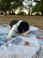 Light Blue, a male Beagle for sale in Lipan, TX – 4 of 4