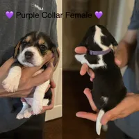 Bertie, a female Beagle for sale in Lipan, TX – 4 of 4