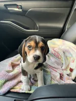 Bertie, a female Beagle for sale in Lipan, TX – 3 of 4