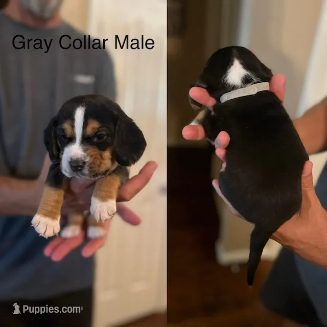 Gray – Beagle puppy for sale in Lipan, TX