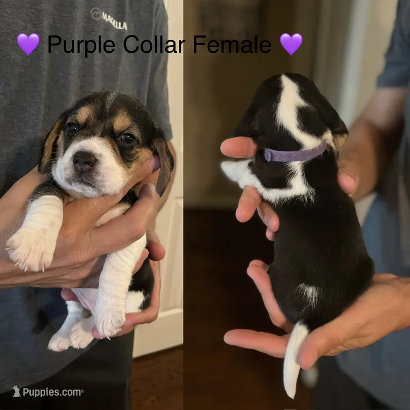 Purple – Beagle puppy for sale in Lipan, TX
