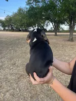 Duke, a male Beagle for sale in Lipan, TX – 3 of 4