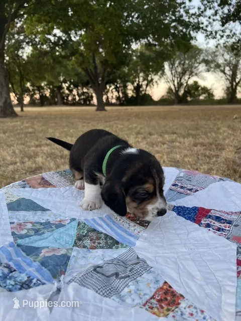 Green – Beagle puppy for sale in Lipan, TX