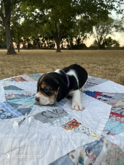 Purple – Beagle puppy for sale in Lipan, TX