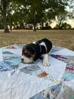 Purple, a female Beagle for sale in Lipan, TX – 1 of 8