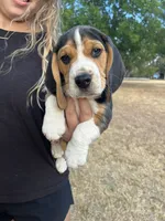 Duke, a male Beagle for sale in Lipan, TX – 2 of 4
