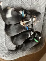 Blue, a male Beagle for sale in Lipan, TX – 5 of 10