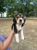 Bertie, a female Beagle for sale in Lipan, TX – 1 of 4