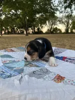 Blue, a male Beagle for sale in Lipan, TX – 3 of 10