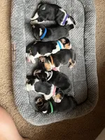 Purple, a female Beagle for sale in Lipan, TX – 3 of 8