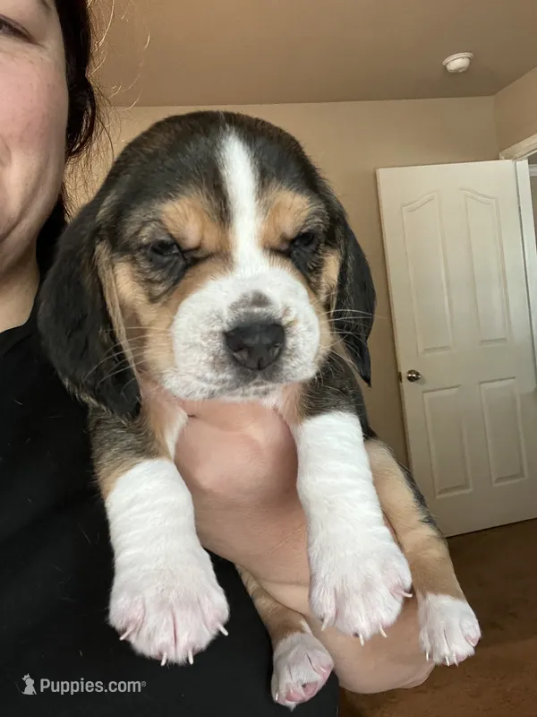 Brown – Beagle puppy for sale in Lipan, TX