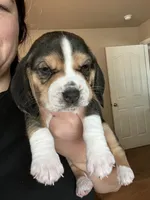Duke, a male Beagle for sale in Lipan, TX – 4 of 4