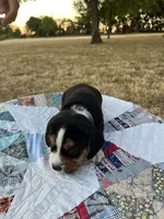 Gray, a male Beagle for sale in Lipan, TX – 2 of 10