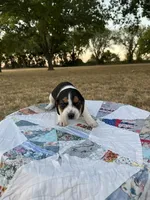 Pink, a female Beagle for sale in Lipan, TX – 1 of 7