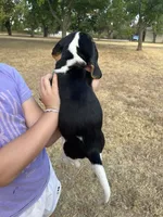 Bertie, a female Beagle for sale in Lipan, TX – 2 of 4
