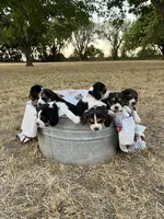 Brown, a male Beagle for sale in Lipan, TX – 6 of 9