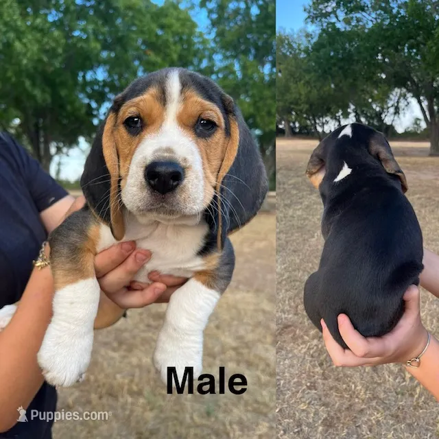 Duke – Beagle puppy for sale in Lipan, TX