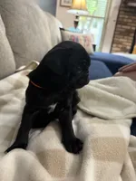OLIVIA, a female Pug for sale in St. Peters, MO – 7 of 9