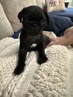GLORIA, a female Pug for sale in St. Peters, MO – 8 of 9