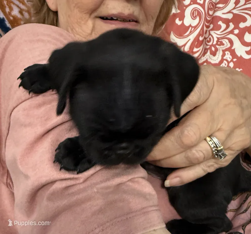 GLORIA – Pug puppy for sale in St. Peters, MO