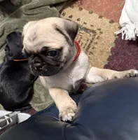 RUDY, a male Pug for sale in St. Peters, MO – 5 of 9