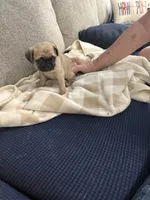 GARY, a male Pug for sale in St. Peters, MO – 9 of 10