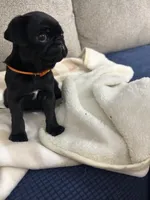 OLIVIA, a female Pug for sale in St. Peters, MO – 6 of 9