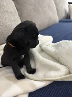 OLIVIA, a female Pug for sale in St. Peters, MO – 4 of 9