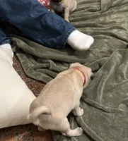 RUDY, a male Pug for sale in St. Peters, MO – 3 of 9