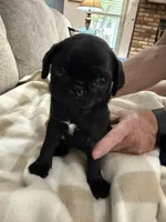OLIVIA, a female Pug for sale in St. Peters, MO – 3 of 9