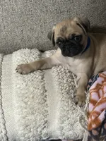 BARBIE  (AKC registerable with papers), a female Pug for sale in St. Peters, MO – 9 of 9
