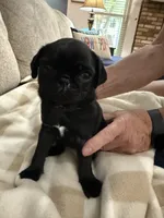 GLORIA, a female Pug for sale in St. Peters, MO – 6 of 9