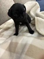 GLORIA, a female Pug for sale in St. Peters, MO – 4 of 9