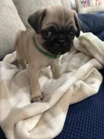 GARY, a male Pug for sale in St. Peters, MO – 3 of 10