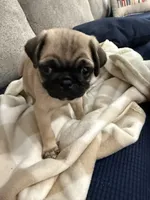 GARY, a male Pug for sale in St. Peters, MO – 7 of 10