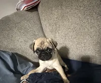 GIANNI.       AKC resisterable, a male Pug for sale in St. Peters, MO – 4 of 9